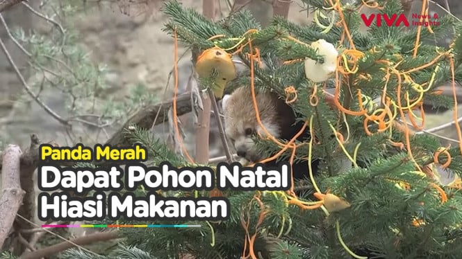 Panda Merah Rayakan Natal  Dengan Pohon Penuh Cemilan