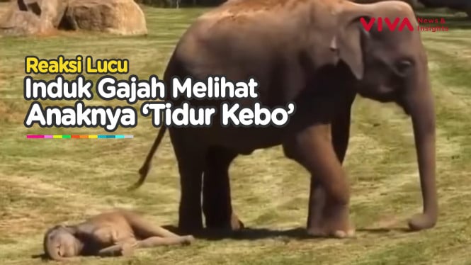 Lucu! Induk Gajah Kebingungan Bangunkan Anaknya dari Tidur