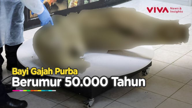 Ilmuwan Temuan Bangkai Gajah Purba Berusia 50 Ribu Tahun