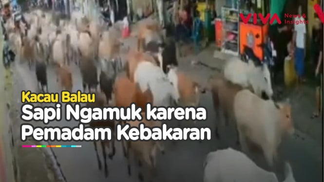 Kocar-kacir! Rombongan Sapi Ngamuk Rusak Kendaraan