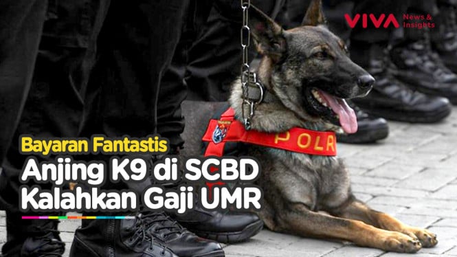 Bayaran Anjing K9 SCBD di Luar Nalar, Kalahkan Gaji UMR!!