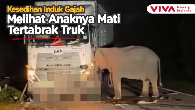 Induk Gajah Meratapi Anaknya yang Tewas Dilindas Truk