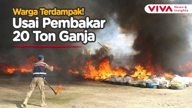 20 Ton Ganja Dibakar, Warga Satu Kota Teler Berjamaah