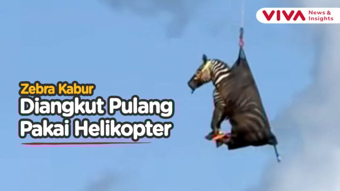 Gagal Maning, Zebra Kabur Dibawa Pulang Pakai Helikopter