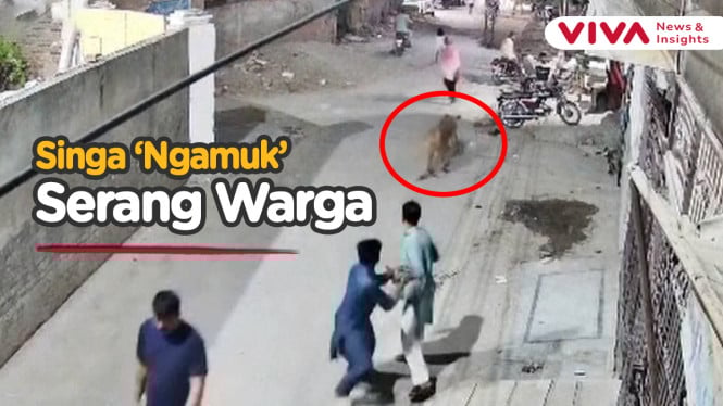 Detik-detik Singa Lepas Berkeliaran, Terkam Bocah